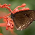 Черная бабочка на экзотическом растении, макро - Black butterfly on an exotic plant, macro